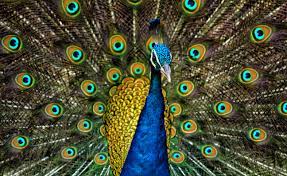A blue and yellow peacock with its tail feathers behind it