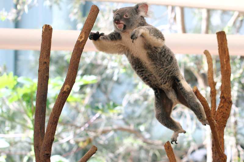 Koala jumping from a branch