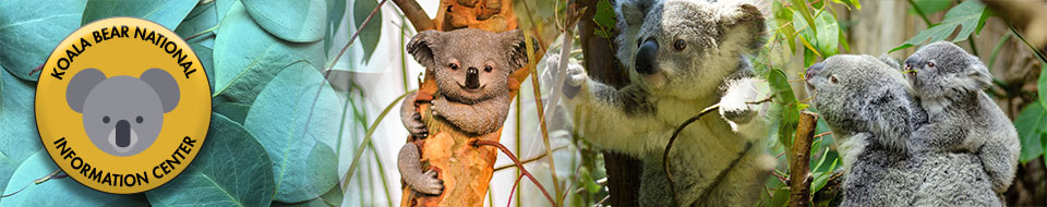 Koalas in trees with site logo