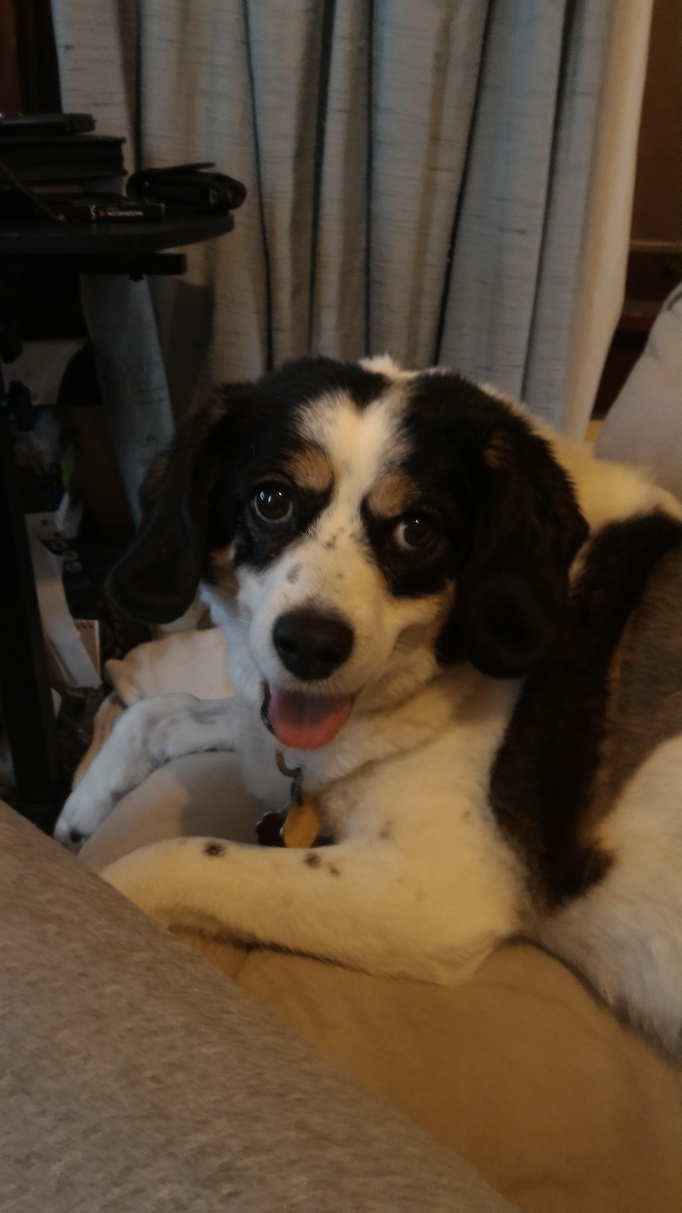 Rat terrier and beagle mix dog smiling at the camera