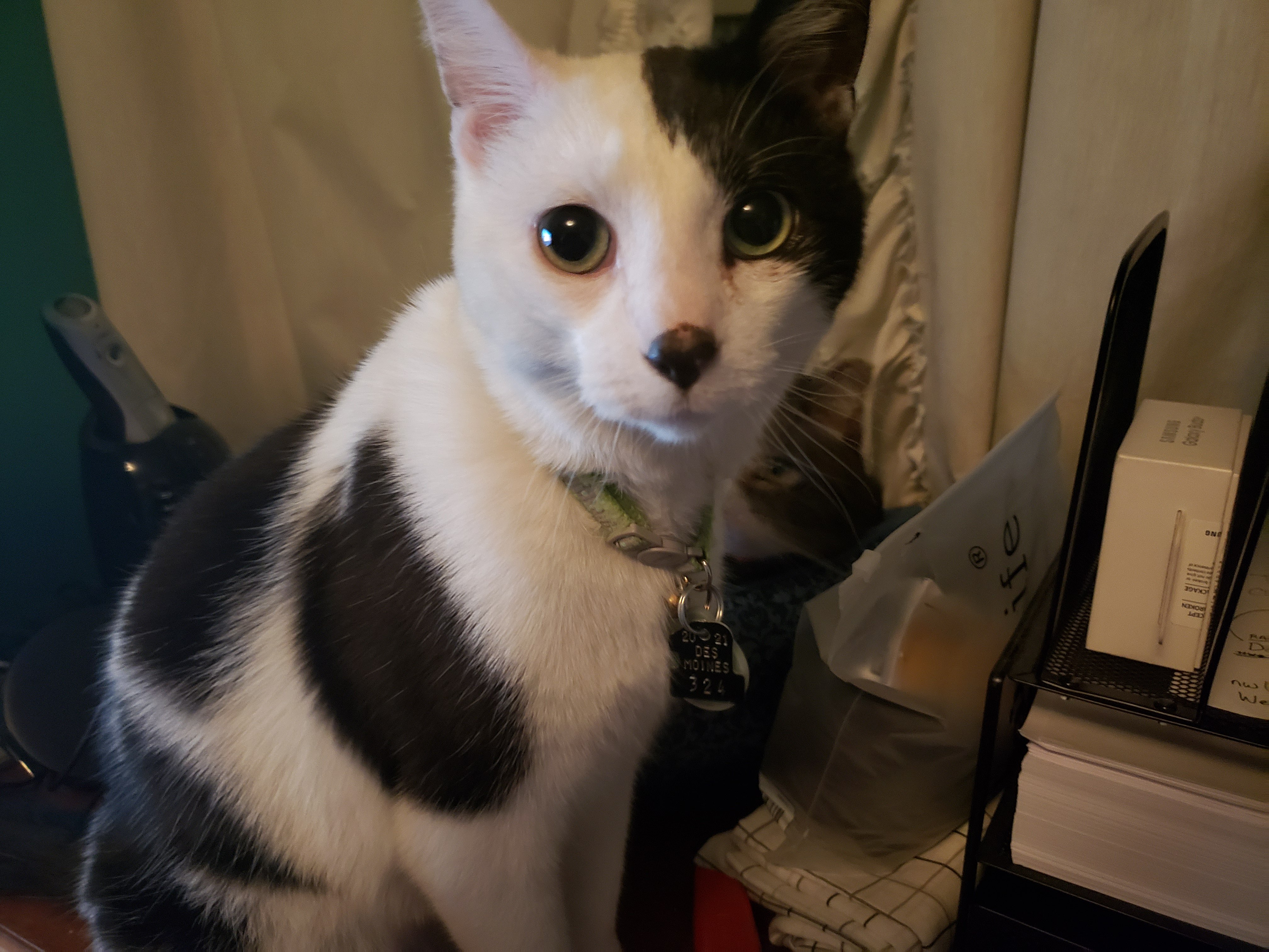 Cat with mostly white fur sitting up looking at camera