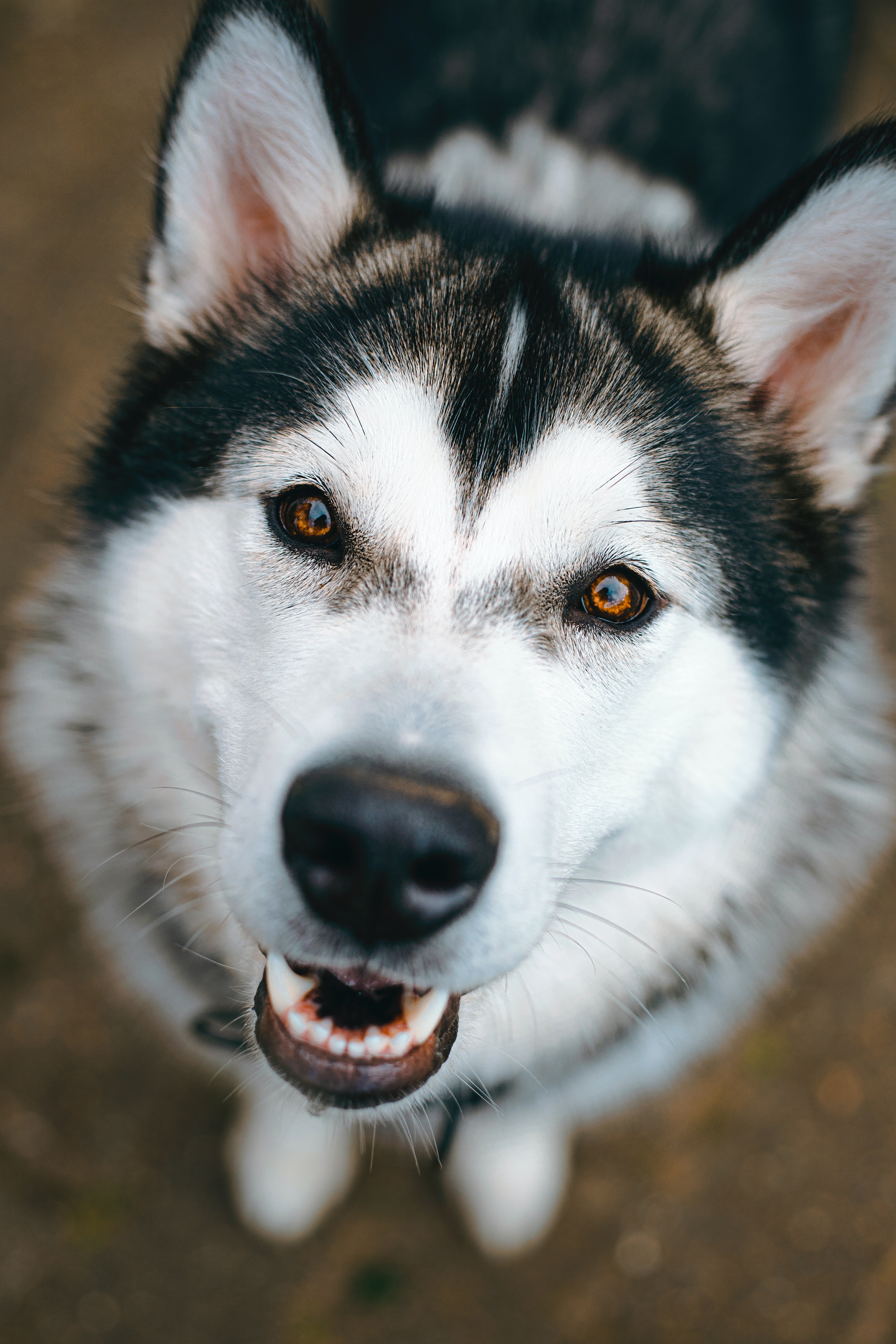 Black and white Alaskan malamute staring up at the camera