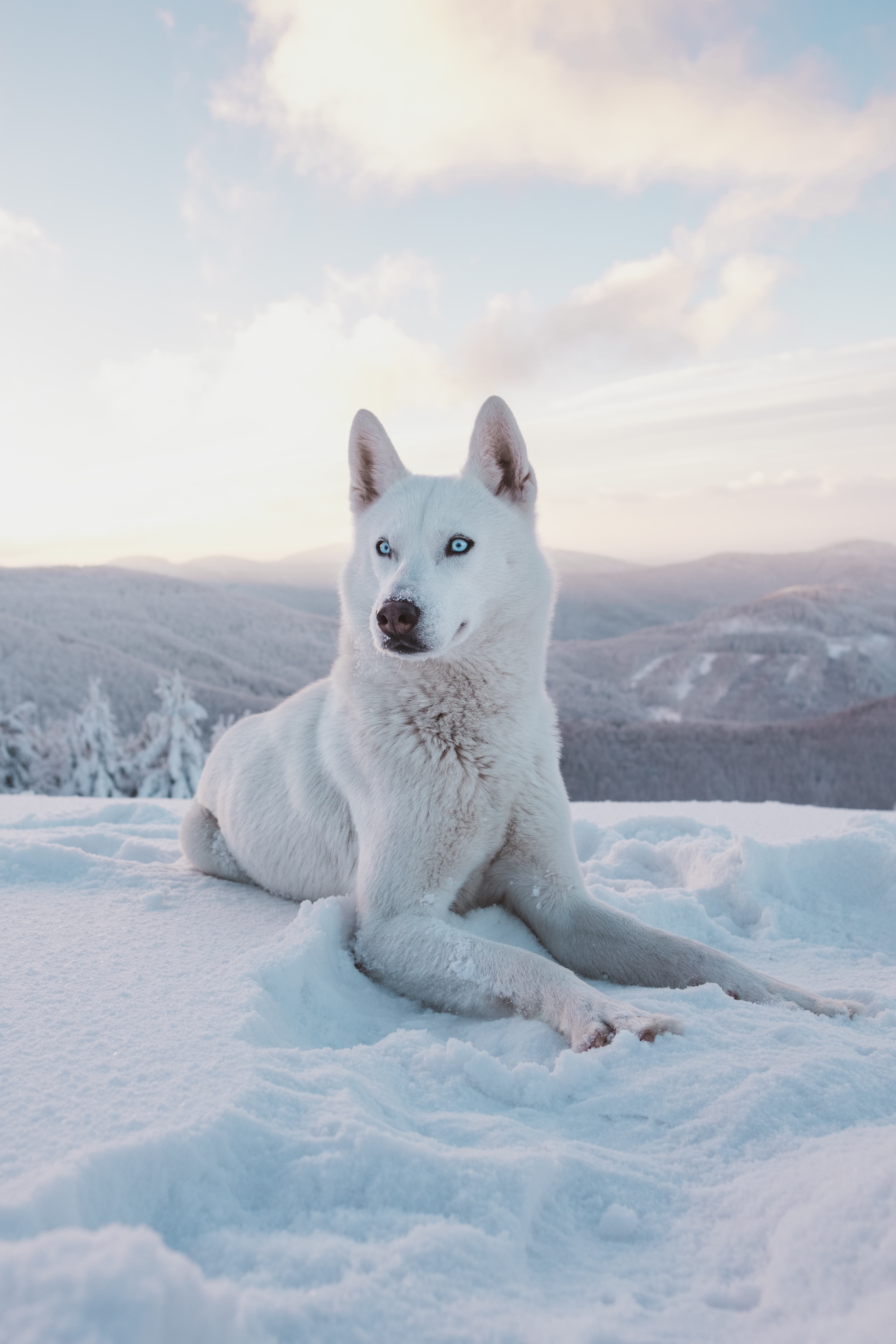 White husky laying down in the snow